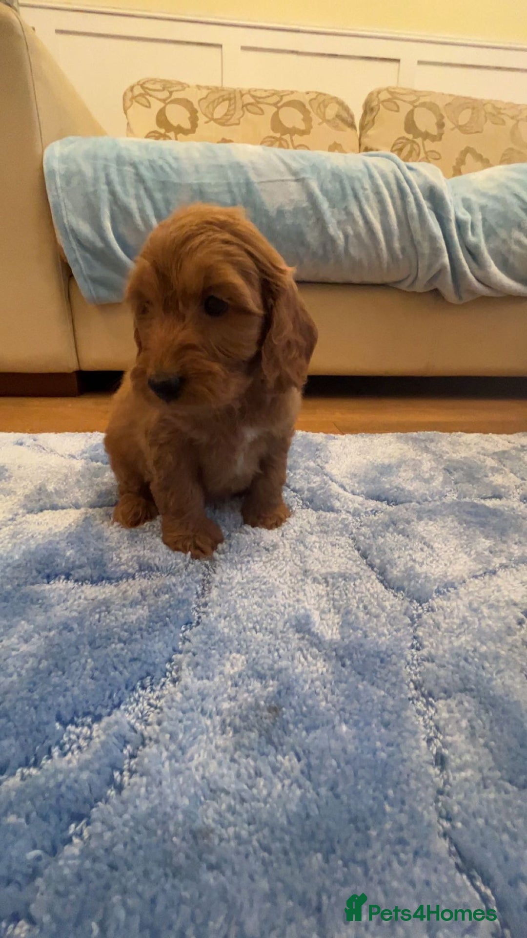 Cockapoo dogs for sale: F1 Cockapoo pups for sale  - Image 14