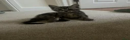 Mixed Breed cats for sale: Tabby Boys for Sale  - Advert 2