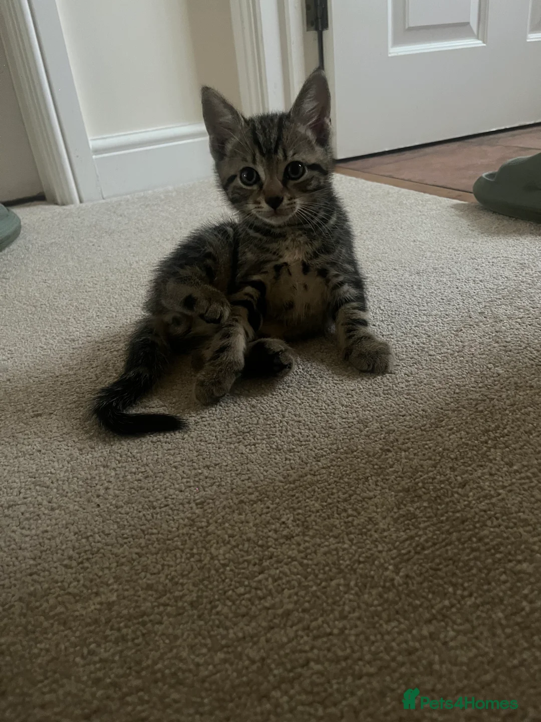 Mixed Breed cats for sale: Tabby Boys for Sale  - Advert 2