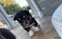Siberian Husky dogs for sale: Beautiful Chunky Siberian Husky Puppies  - Image 27