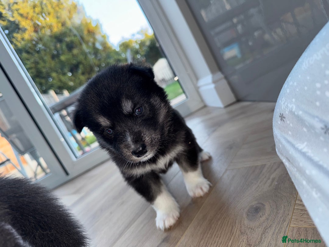 Siberian Husky dogs for sale: Beautiful Chunky Siberian Husky Puppies  - Image 27