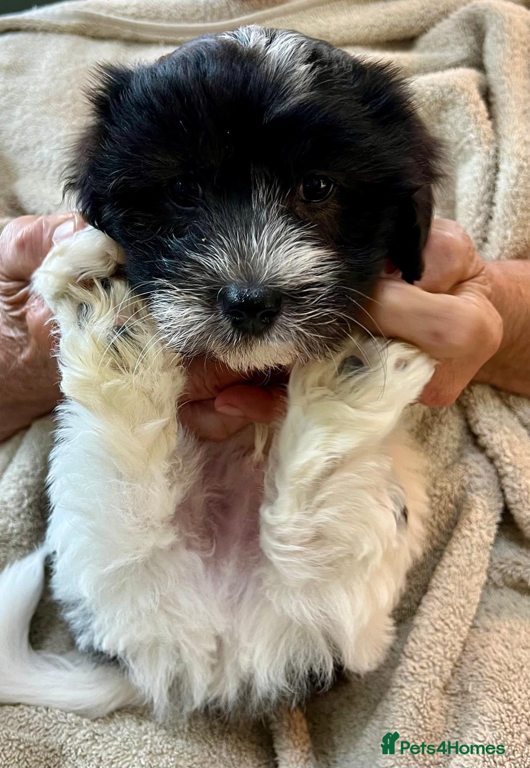 Coton De Tulear dogs for sale: Beautiful Coton de Tulear Puppies - Image 3