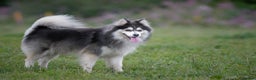 Pomsky dogs for stud: F2 Rare Blue/White Pomsky Proven Stud-US Import in Leeds - Advert 22