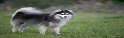 Pomsky dogs for stud: Fully Health tested F2 Blue/White Pomsky Stud - Advert 22