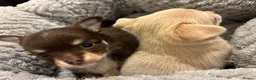 Chihuahua dogs for sale: Two Beautiful, Well-Socialised Chihuahua boys  - Advert 7