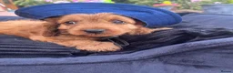 Cavapoo dogs for sale: F1 Cavapoos  - Advert 14
