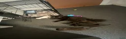 Mixed Breed cats for sale: 6 gorgeous kittens in Sheerness - Advert 13
