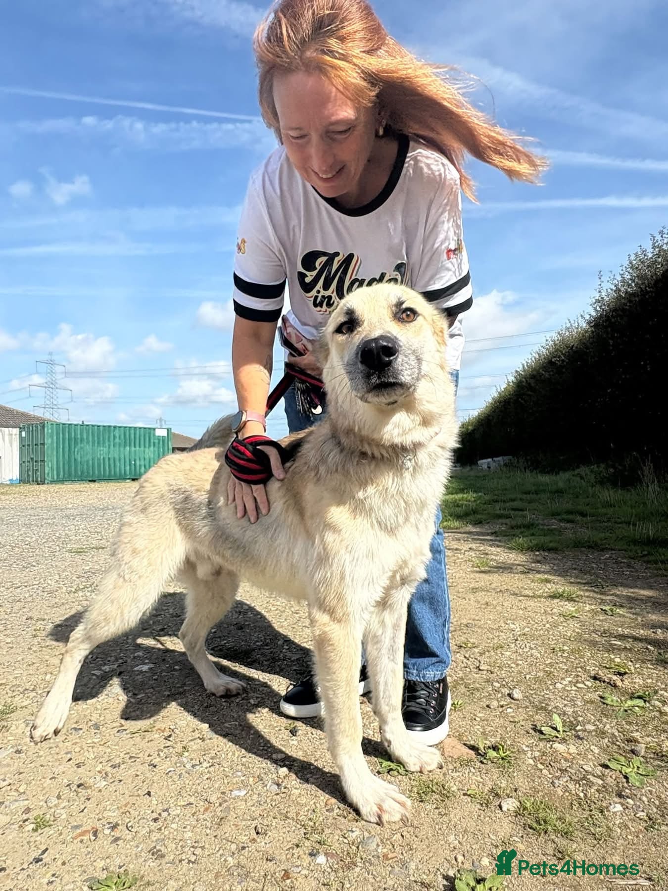 Mixed Breed dogs Hal - Norwich Norfolk  - Advert 2