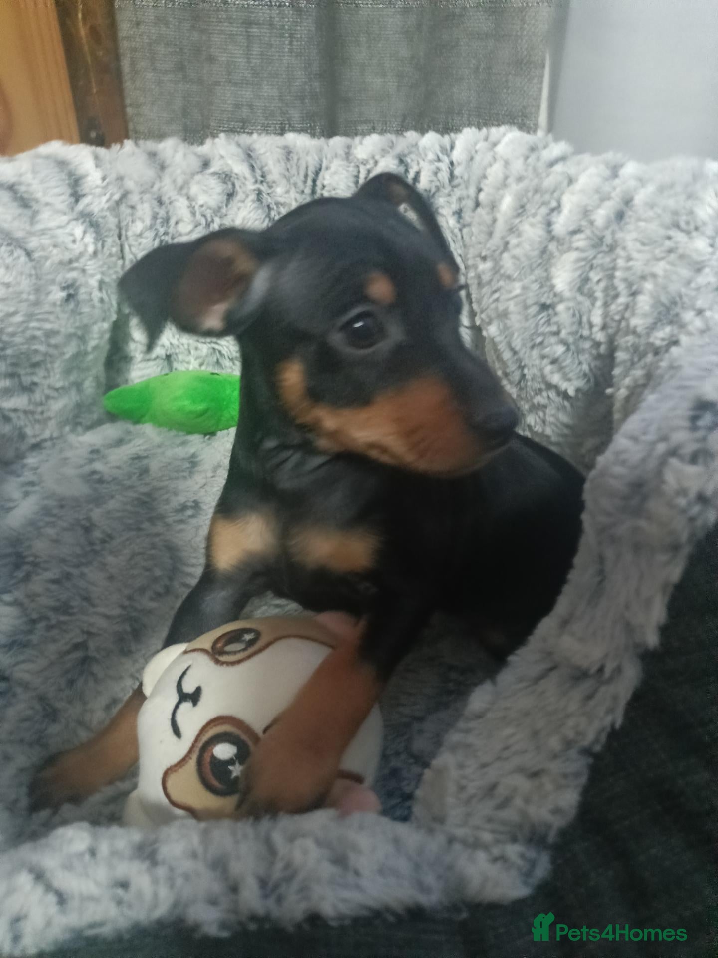 Miniature Pinscher dogs 6 Beautiful Miniature pincher Puppies  - Advert 1