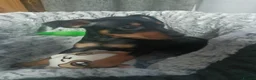 Miniature Pinscher dogs for sale: 6 Beautiful Miniature pincher Puppies  - Advert 1