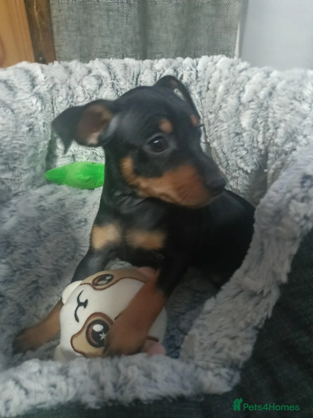 Miniature Pinscher dogs for sale: 6 Beautiful Miniature pincher Puppies  - Advert 1