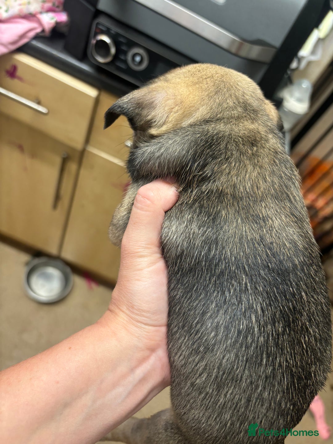 Frug dogs for sale: Frug Puppies - Image 4