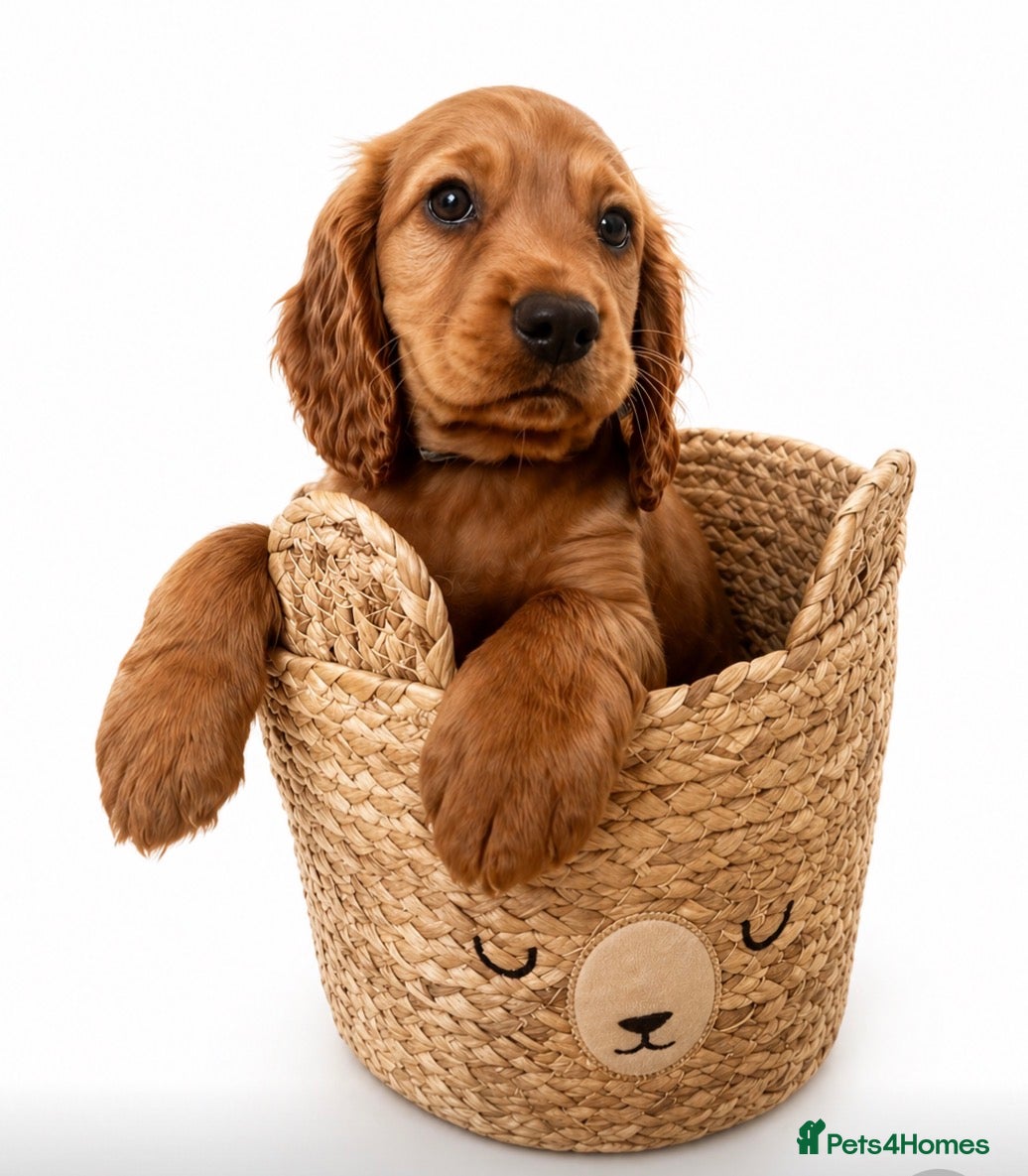 Cocker Spaniel dogs *READY NOW* 1 Boy KC Reg Working Cocker Spaniels  - Advert 7