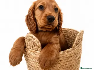 Cocker Spaniel dogs *READY NOW* 1 Boy KC Reg Working Cocker Spaniels - Advert 7