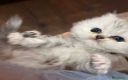 Persian cats for sale: Chinchilla kittens  - Image 14