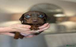 Miniature Dachshund dogs for sale: Ronnie Rocket - Stunning Last Remaining Girl PRA KC Mini Dachshund - Image 23