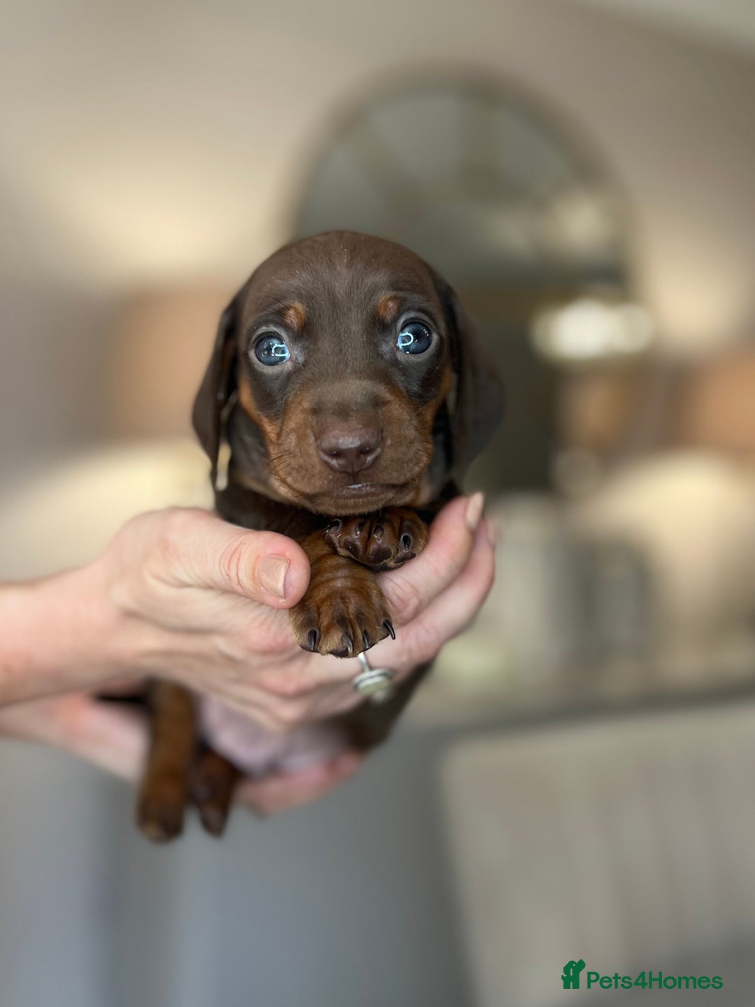 Miniature Dachshund dogs for sale: Ronnie Rocket - Stunning Last Remaining Girl PRA KC Mini Dachshund - Image 23