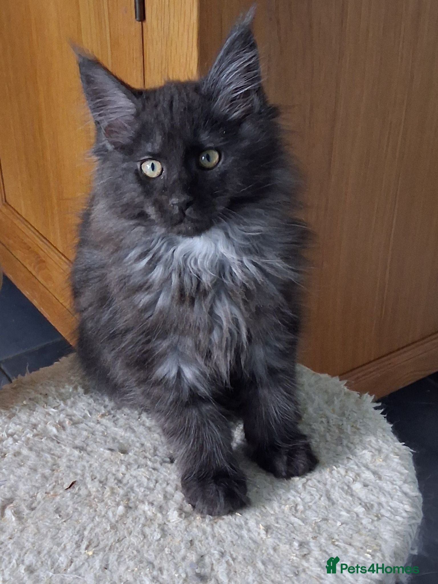 Maine Coon cats Pure Maine Coon Kittens - Advert 1