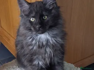 Maine Coon cats Pure Maine Coon Kittens - Advert 1