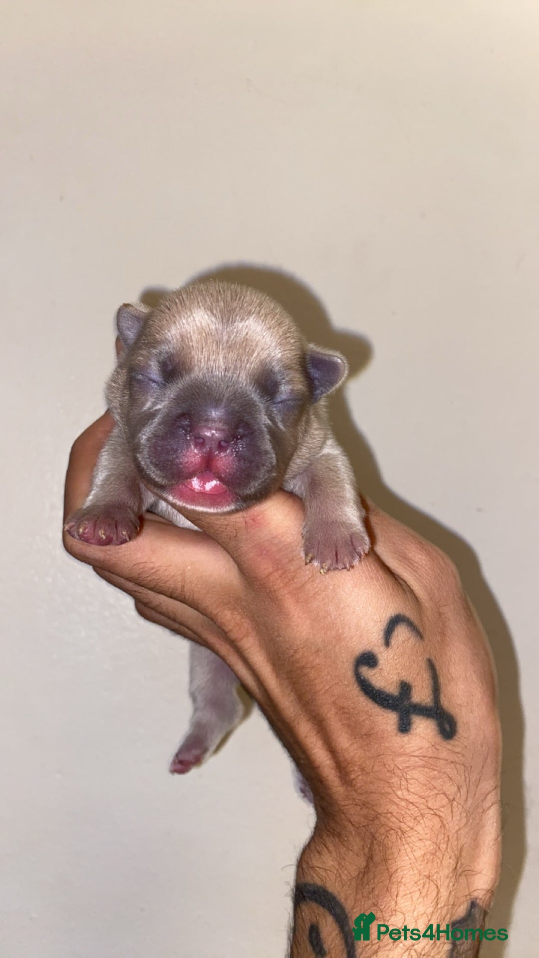 French Bulldog dogs for sale: French bulldogs  - Image 3