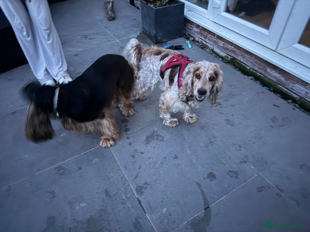 Cocker Spaniel dogs for sale: SHOW cocker spaniel puppies  - Image 30