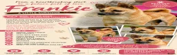 Miniature Pinscher dogs for adoption: Frankie – Female Miniature Pinscher - Advert 8
