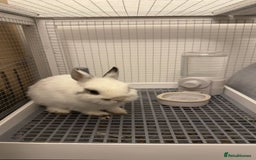 Netherland Dwarf rabbits for sale: Netherland Dwarf rabbit - Image 6