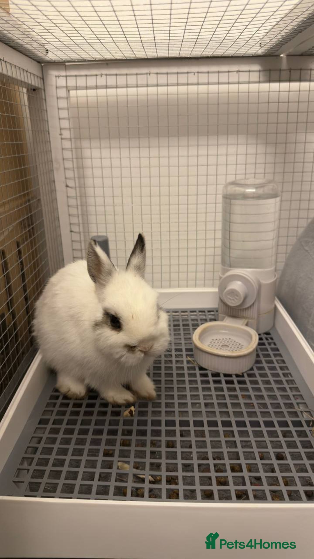 Netherland Dwarf rabbits for sale: Netherland Dwarf rabbit - Image 6