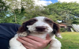 English Springer Spaniel dogs for sale: English Springer Spaniel Pups For Sale - Image 18
