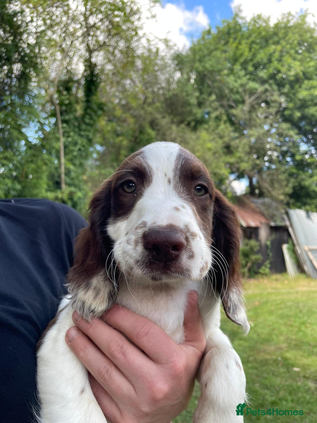 English Springer Spaniel dogs for sale: English Springer Spaniel Pups For Sale - Image 18