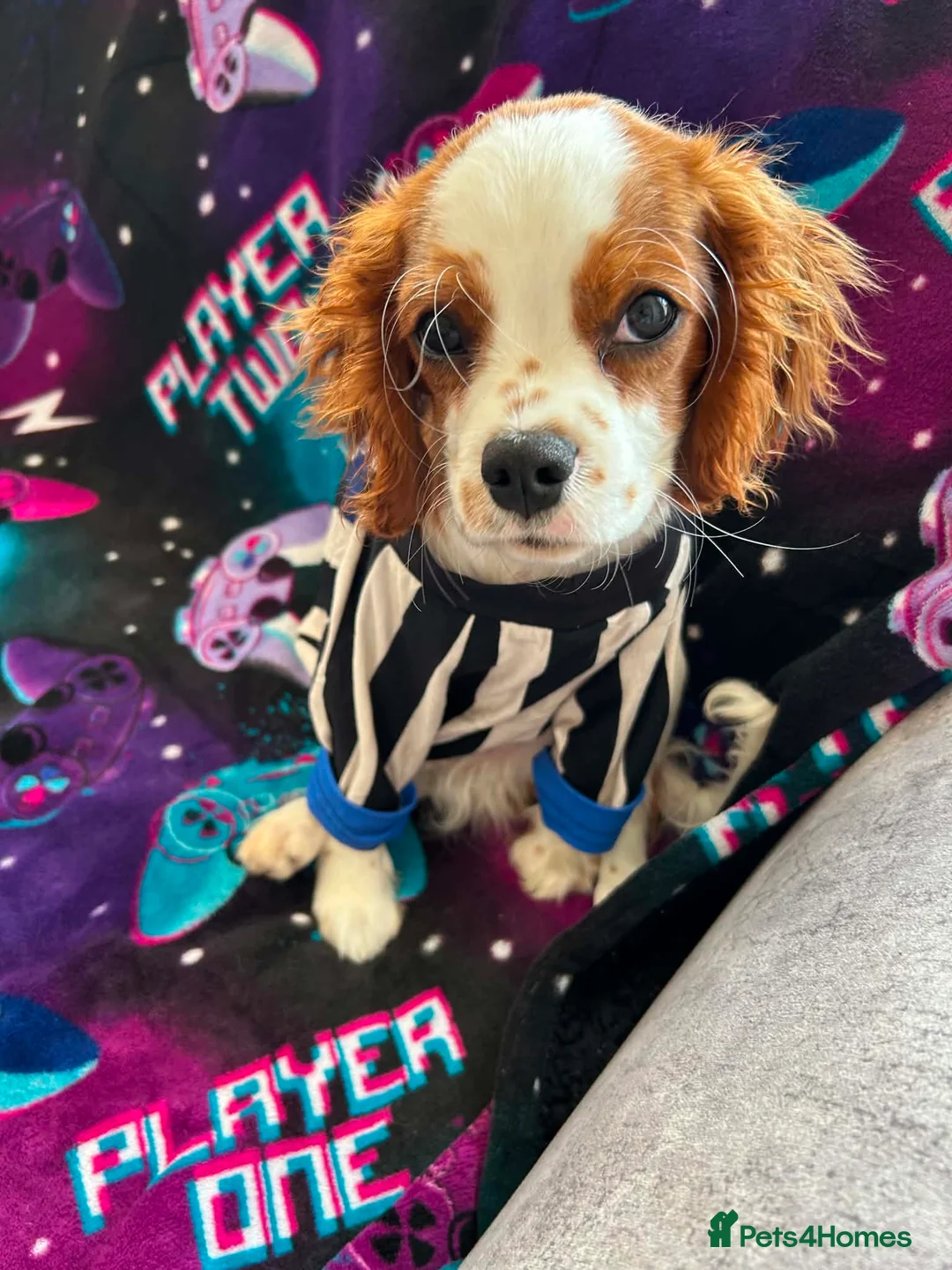 Cavalier King Charles Spaniel dogs for sale: King Charles cavalier  in Newcastle upon Tyne - Advert 5