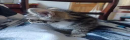 Mixed Breed cats for sale: Six boys and one girl😍😍😍 - Advert 13