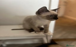 Mixed Breed cats for sale: One stunning boy left  - Image 4