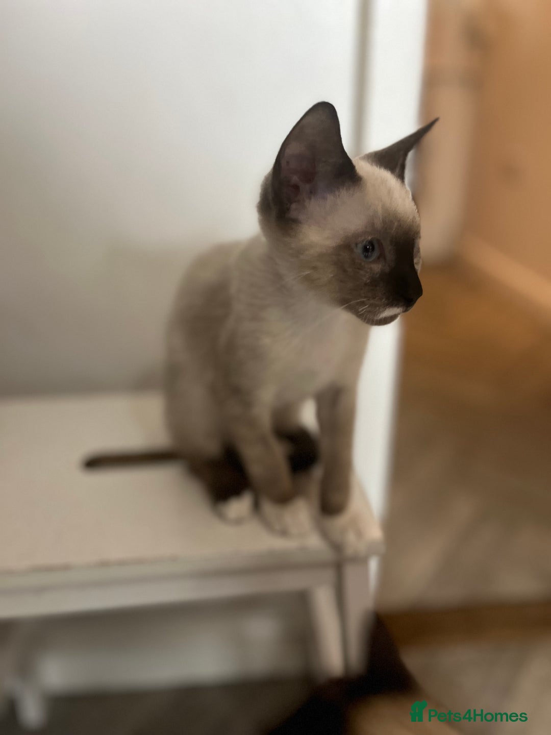 Mixed Breed cats for sale: One stunning boy left  - Image 4