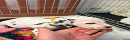 Dalmatian dogs for sale: male Dalmatian  - Advert 6