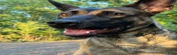 Belgian Shepherd Dog dogs for sale: BRN registered Belgian Malinois - Advert 4