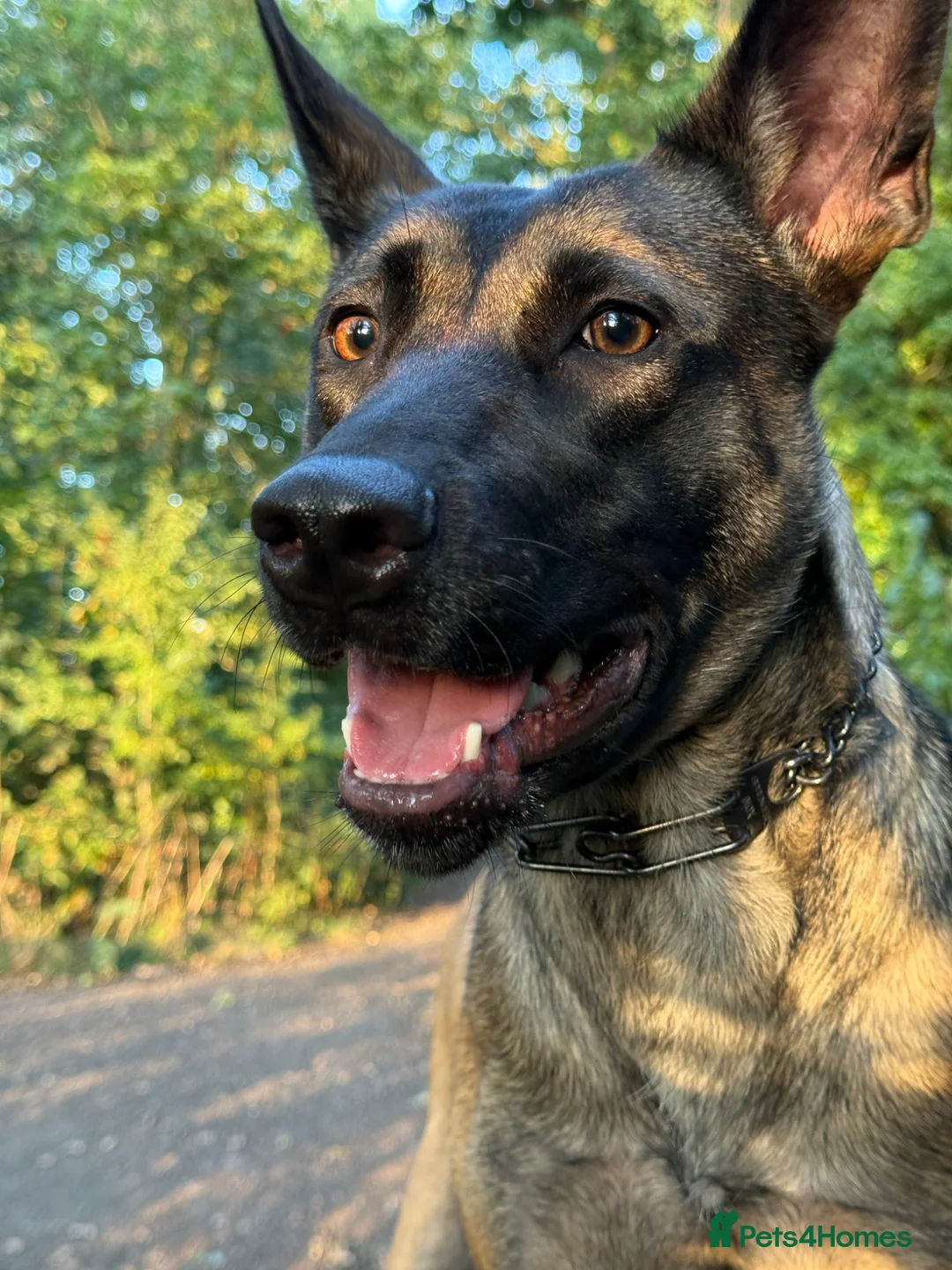 Belgian Shepherd Dog dogs for sale: BRN registered Belgian Malinois - Advert 4