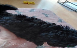 Toy Poodle dogs for sale: Two male health tested toy poodles - Image 9