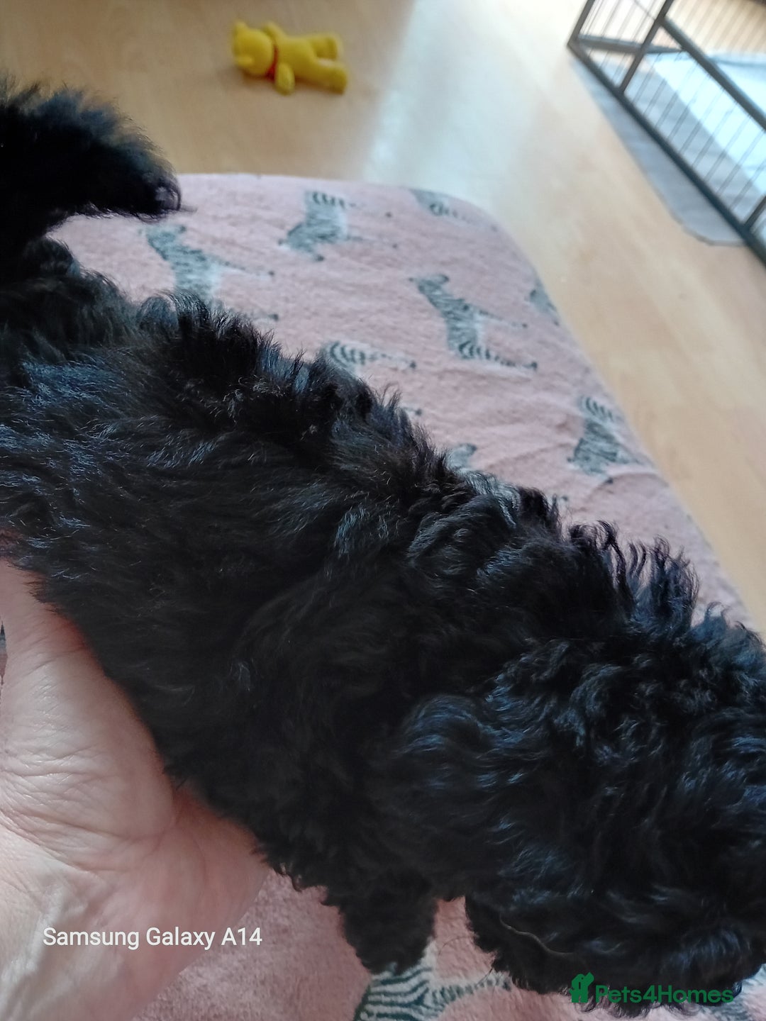 Toy Poodle dogs for sale: Two male health tested toy poodles - Image 9