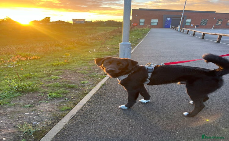 Mixed Breed dogs Meet DIESEL, a smart Boy for the Right Loving Home - Advert 2