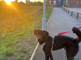 Mixed Breed dogs Meet DIESEL, a smart Boy for the Right Loving Home - Advert 6