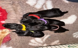 Labrador Retriever dogs for sale: Kc registered Labrador puppies available ⭐️⭐️⭐️⭐️ - Image 1