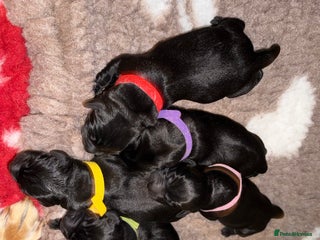 Labrador Retriever dogs - Advert 3