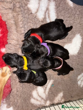 Labrador Retriever dogs - Advert 2