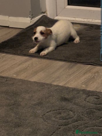 Jack Russell dogs Jack Russell bitch - Advert 16