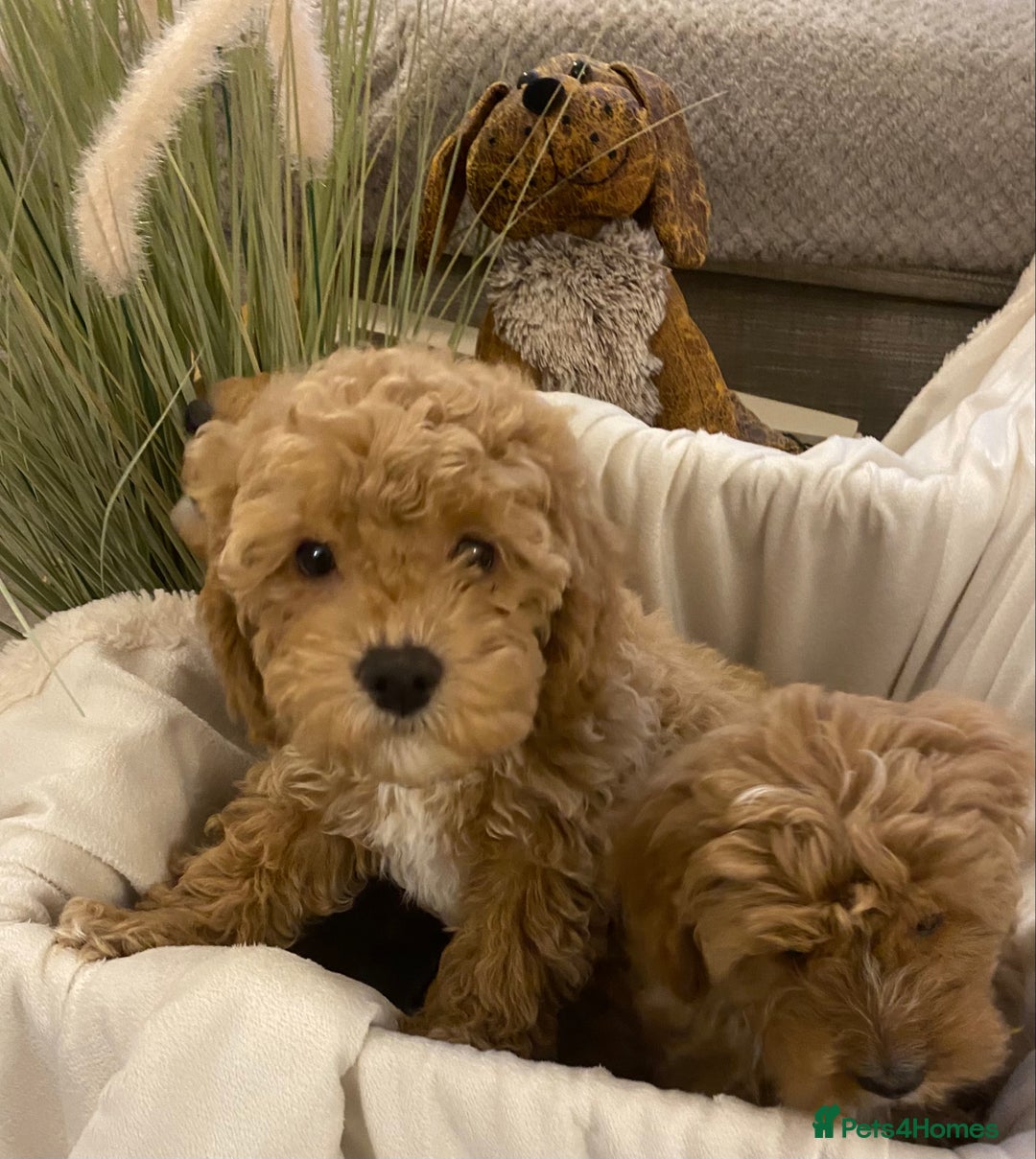 Cavapoo dogs for sale: RED & WHITE CAVAPOO PUPPIES TOP QUALITY BREEDER - Advert 28