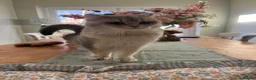British Shorthair cats for sale: 3 British short hairs for rehoming - Advert 11