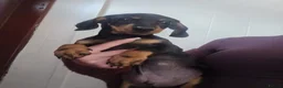 Miniature Dachshund dogs for sale: Miniature dachshund  in Bolton - Advert 6