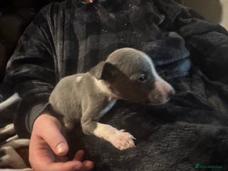 Whippet dogs 🐾 Exceptional small sized KC Reg Whippet Pups🐾 - Advert 6