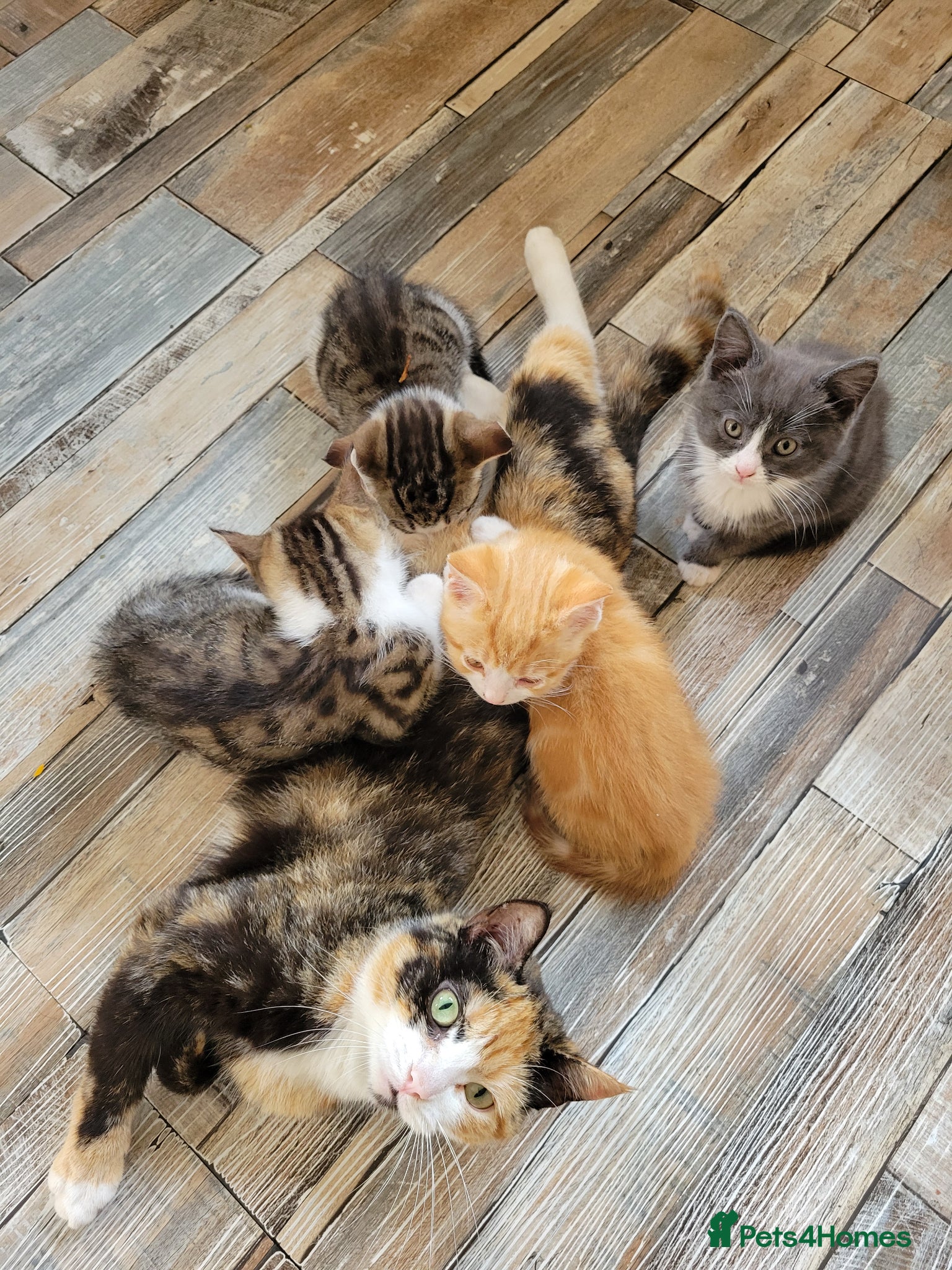 Mixed Breed cats for sale: Very cute kittens - Advert 10